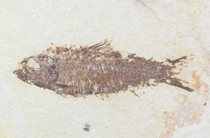 Bargain Knightia Fossil Fish - Wyoming #47903